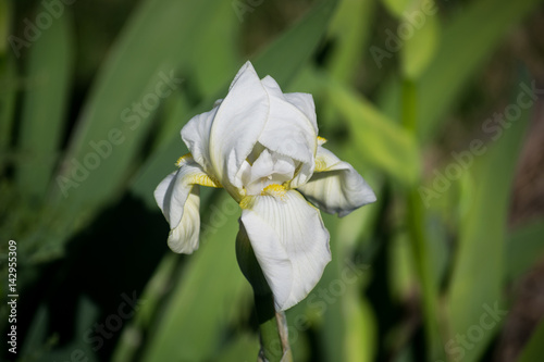 White Iris