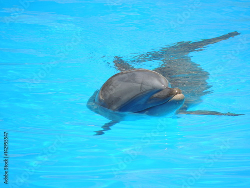 Delfin