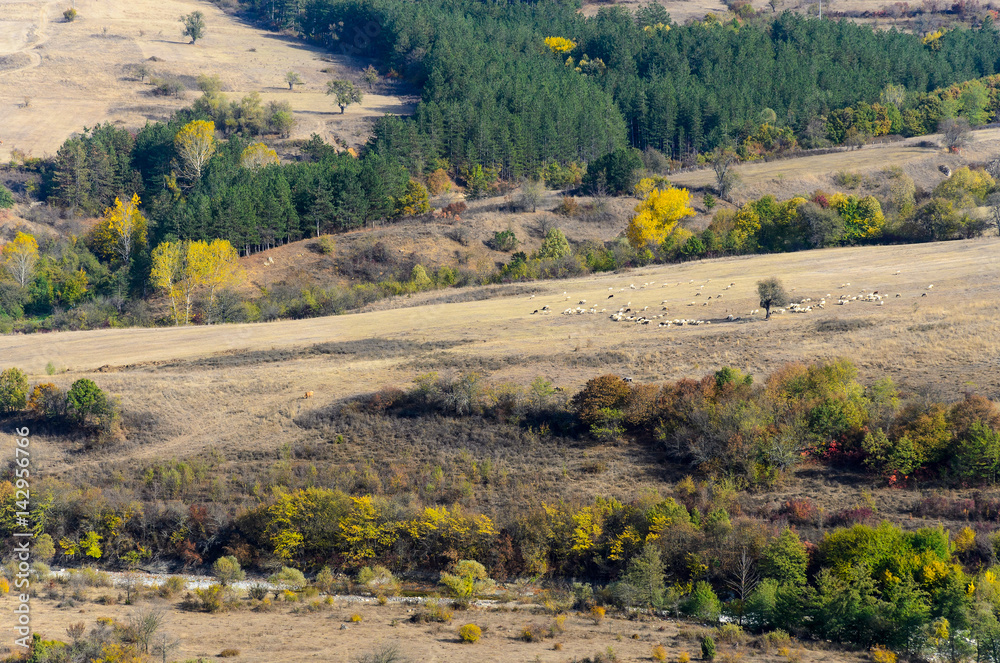 Fototapeta premium Pasturage and herd of sheep in the distance, Rhodope mountains, Bulgaria