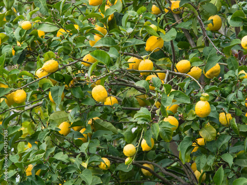 Organic yellow ripe lemon fruits on a tree branch