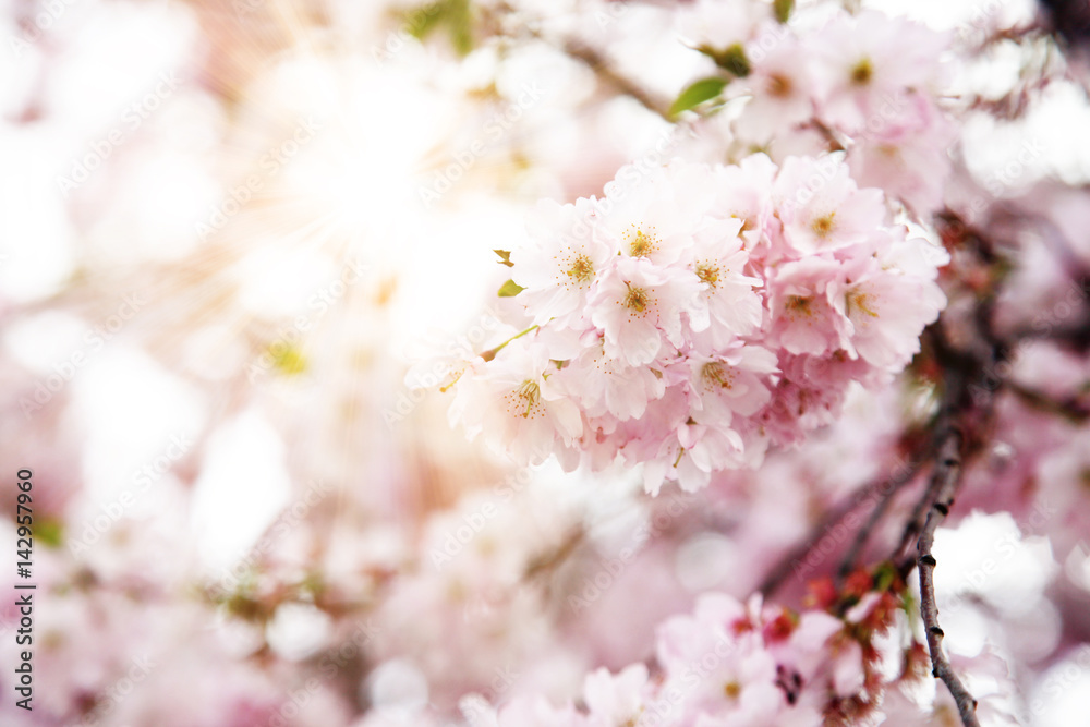 Kirschblüten im Frühling