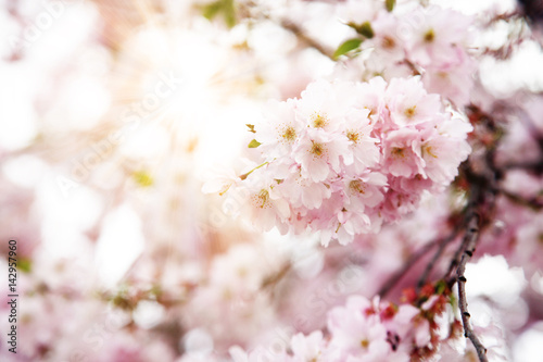Kirschblüten im Frühling