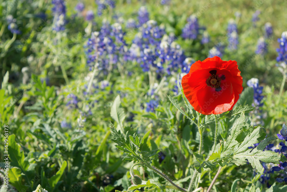 red poppies flower in the filed of bluebonnet at spring time red poppies flower in the filed of bluebonnet at spring time