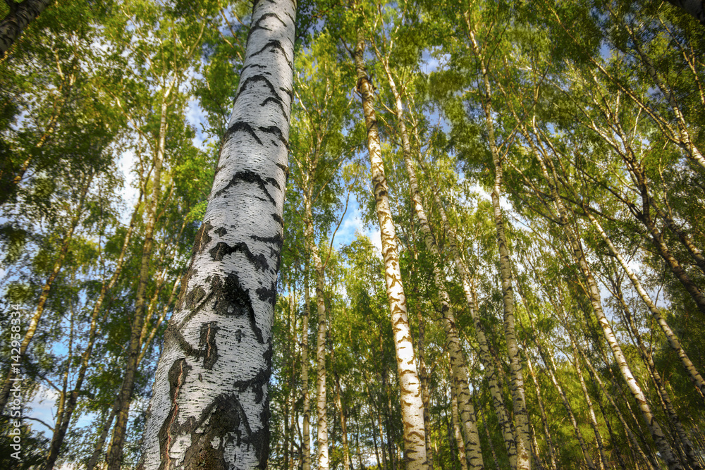 Fototapeta premium summer in sunny birch forest