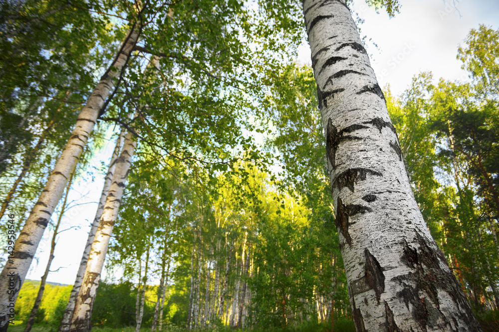 Fototapeta premium summer in sunny birch forest