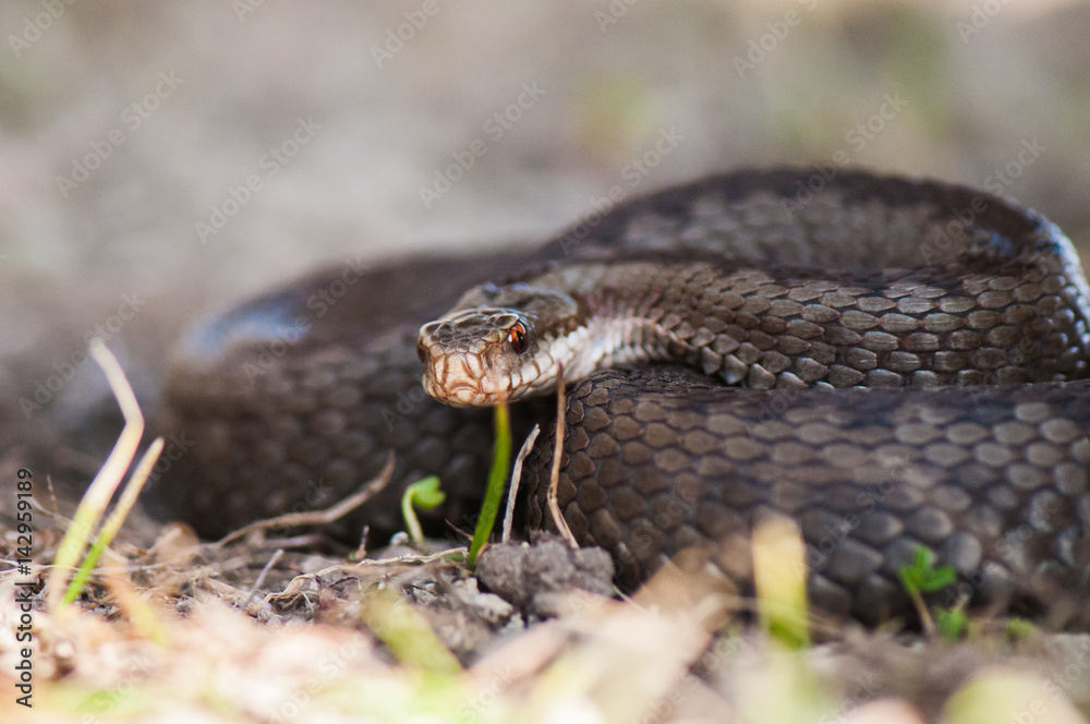 Kreuzotter - Vipera berus Kreuzotter - Vipera berus