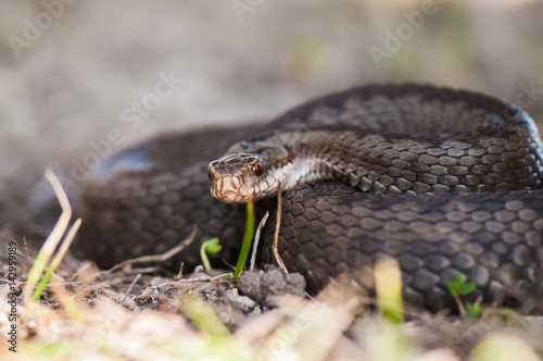 Kreuzotter - Vipera berus photo