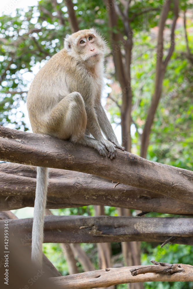 sympathetic monkey on a fallen tree