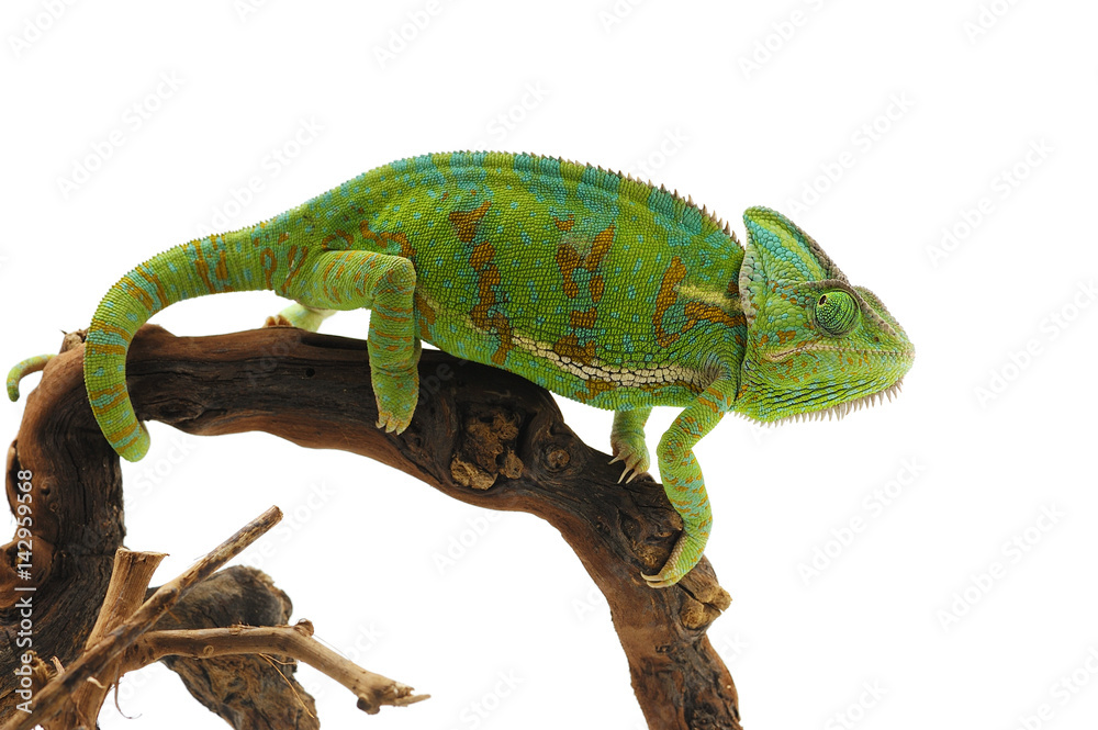 chameleon isolated on white background chameleon isolated on white background