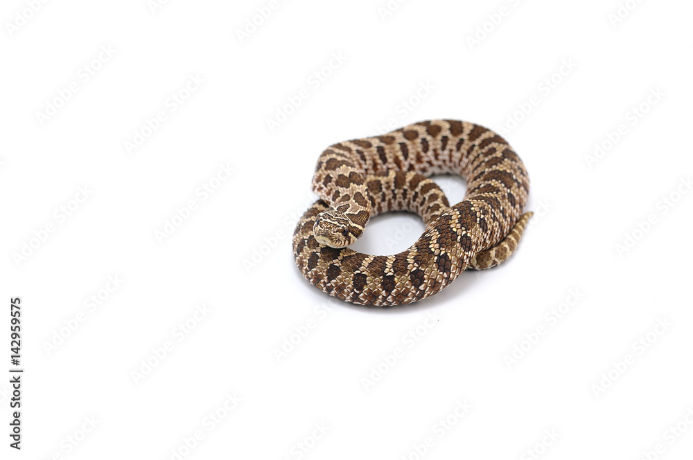 snake isolated on white background
