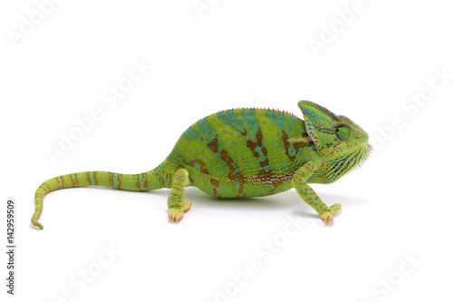 chameleon isolated on white background © Dmitry