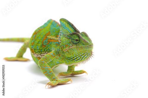 chameleon isolated on white background