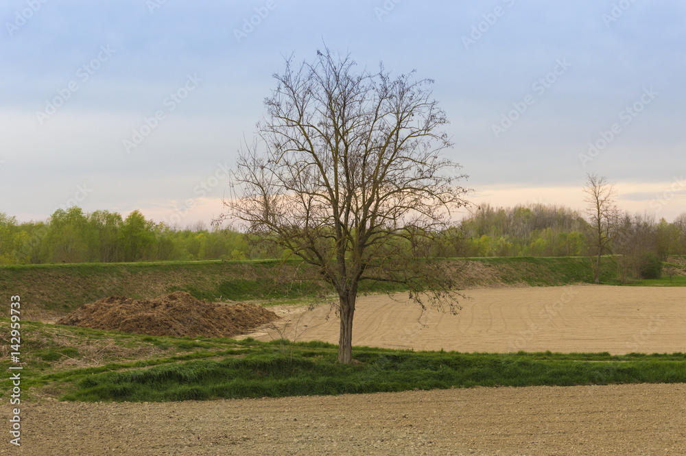 Really soft landscape with a central tree without leaves