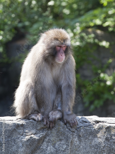 Snow monkey
