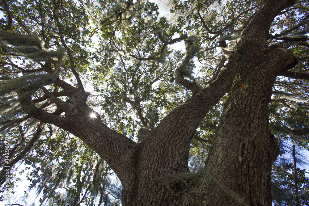 Fototapeta premium Mysterious Spanish Moss