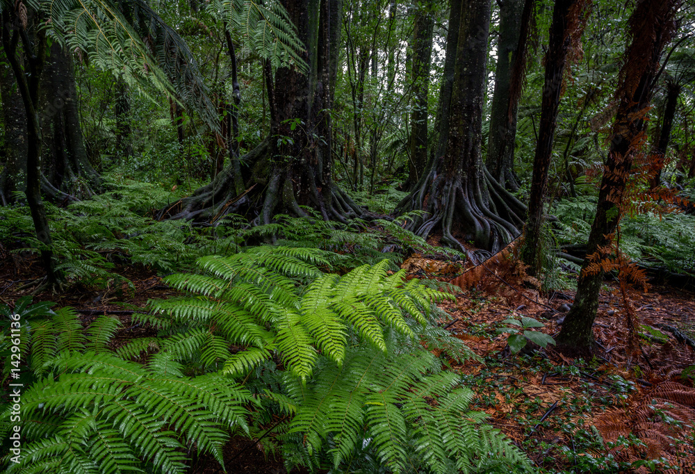 Fototapeta premium Jungle