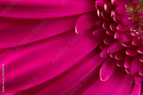 pink flower gerbera leaf is a delicate natural fragrant beautiful