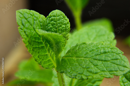 mint green fresh leaf petal nature