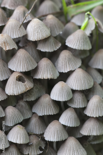 Mushrooms (Coprinus disseminatus) on a stump