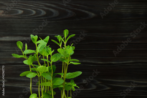 mint green fresh leaf petal nature freshness smell plant