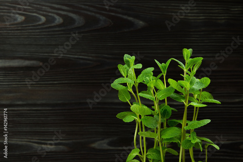 mint green fresh leaf petal nature freshness smell plant