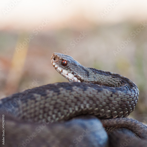 Kreuzotter - Vipera berus photo