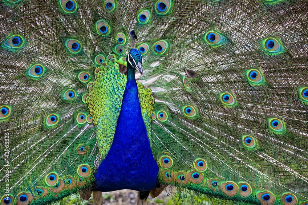 Fototapeta premium Beautiful peacock