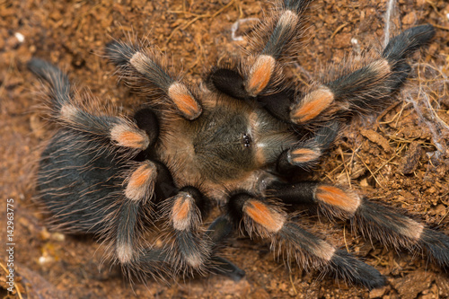 Mexican redknee tarantula shedding it's skin, Brachypelma smithi