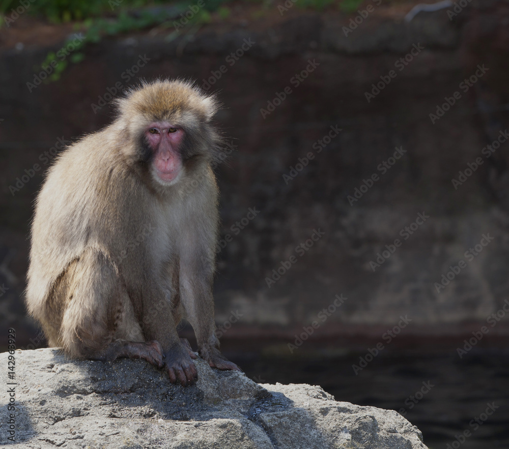 Snow monkey Snow monkey
