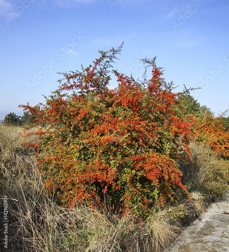 Berry bush near Evzonoi village. Greece photo