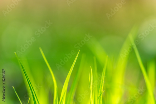 Wunderschöner Hintergrund mit grünen Grashalmen