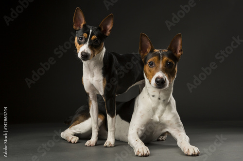 Canvas Print Two Rat Terriers