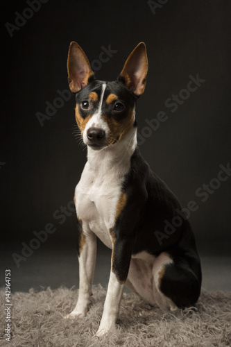 Tapety artystyczne Rat Terrier