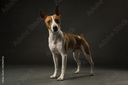 Red and White rat Terrier standing
