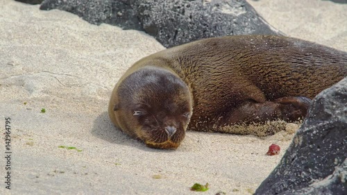 Sea lion cub lying on beach and relaxing on Galapagos island, Ecuador photo