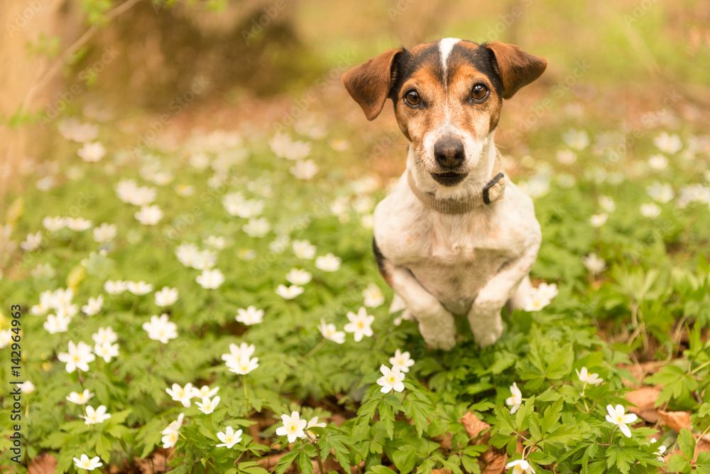 Hund rennt im Frühling im Wald über Buschwindröschen - Jack Russell Terrier 10 Jahre alt Hund rennt im Frühling im Wald über Buschwindröschen - Jack Russell Terrier 10 Jahre alt