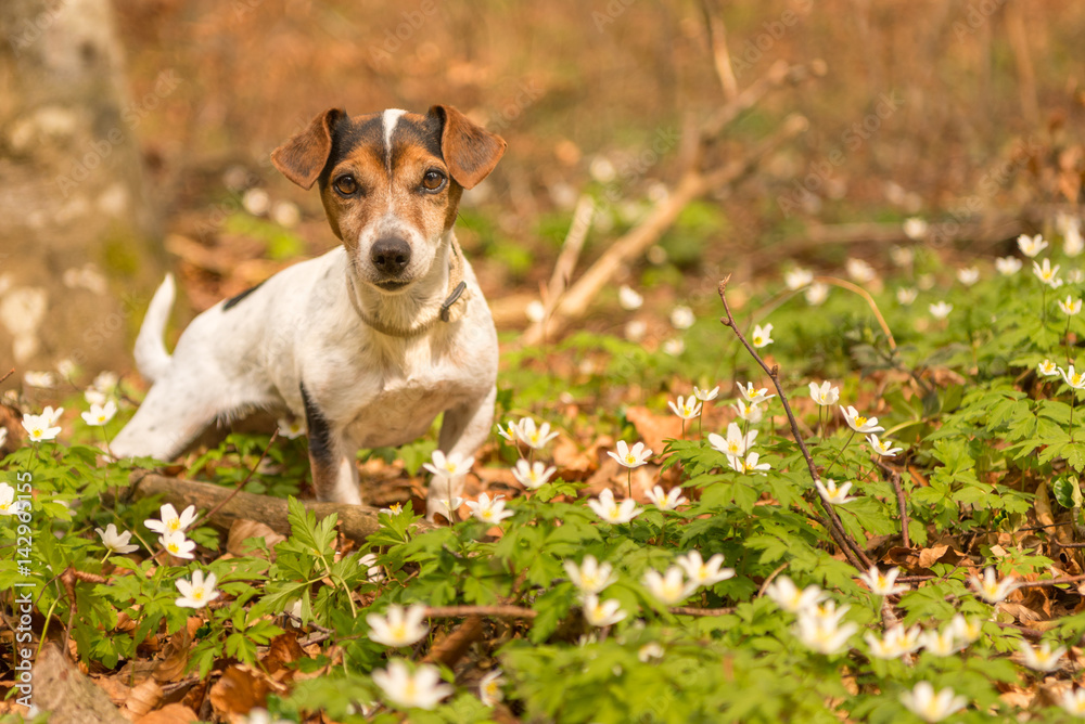 Hund liegt im Frühling im Wald in Buschwindröschen - Jack Russell Terrier 10 Jahre alt
