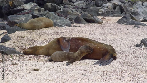 Sea lion mother feeding cub on beach of Galapagos island, Ecuador photo