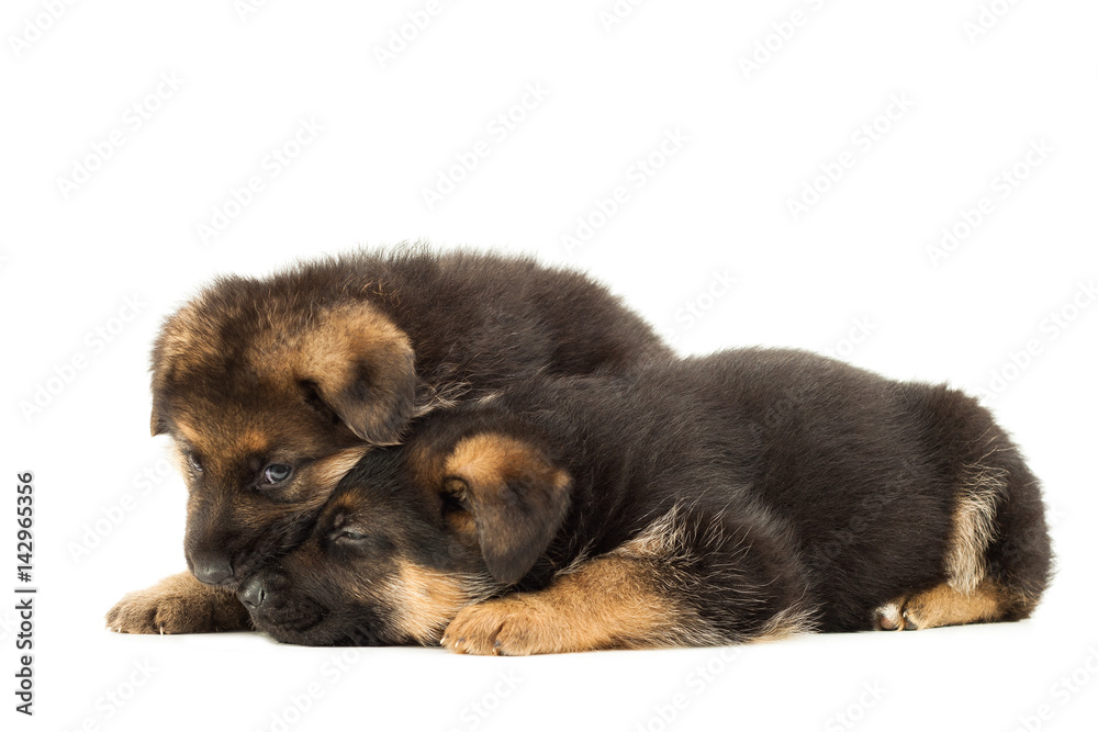 sheepdogs puppies isolated on white background