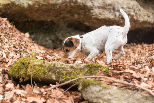 Fototapeta Naklejka Na Ścianę i Meble -  Hund folgt einer Spur oder Fährte - Jack Russell Terrier 10 Jahre alt