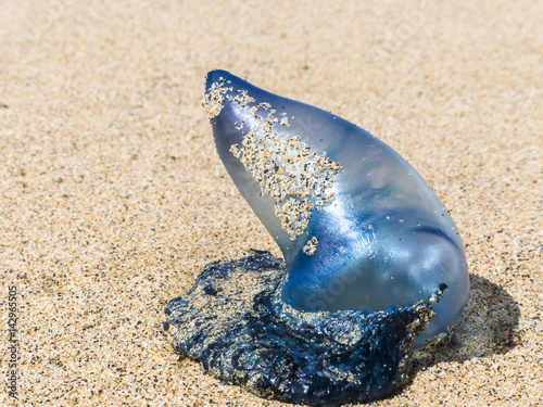 Blue bottle jellyfish on a sandy beach still in full dimension at bright sunlight.