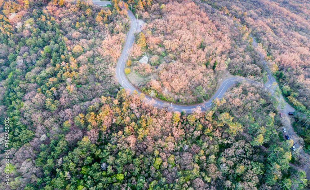 Road in a forest Road in a forest