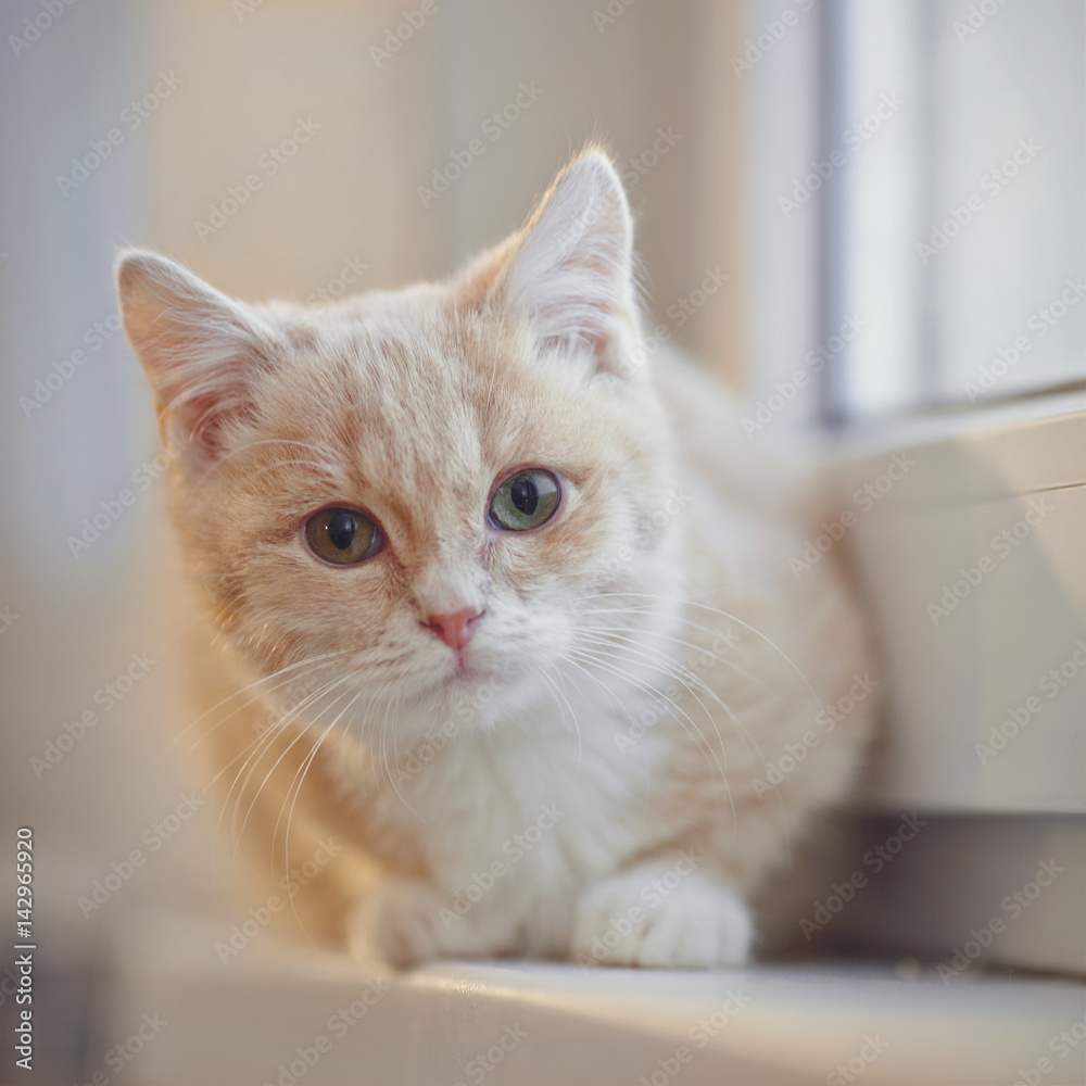 Portrait of red kitten on the windowsill