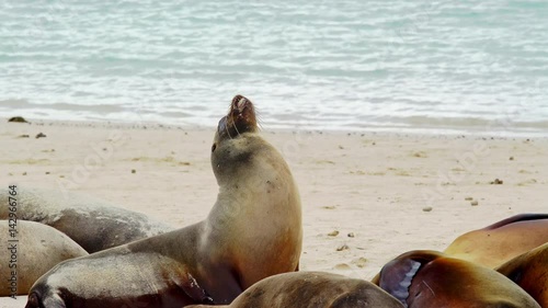 Sea lion on beach Galapagos on Galapagos island, Ecuador photo