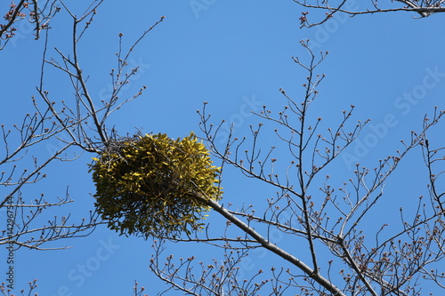 桜の木と宿り木