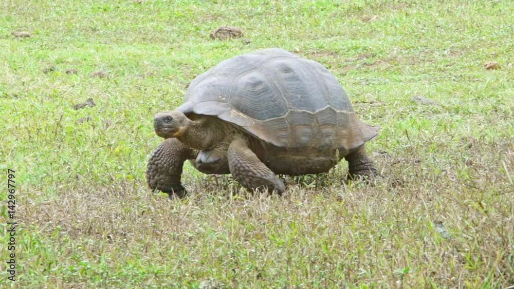 Giant Land Turtle walking Giant Land Turtle walking