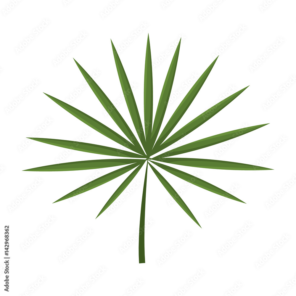 Fototapeta premium tropical leaf icon over white background. colorful design. vector illustration