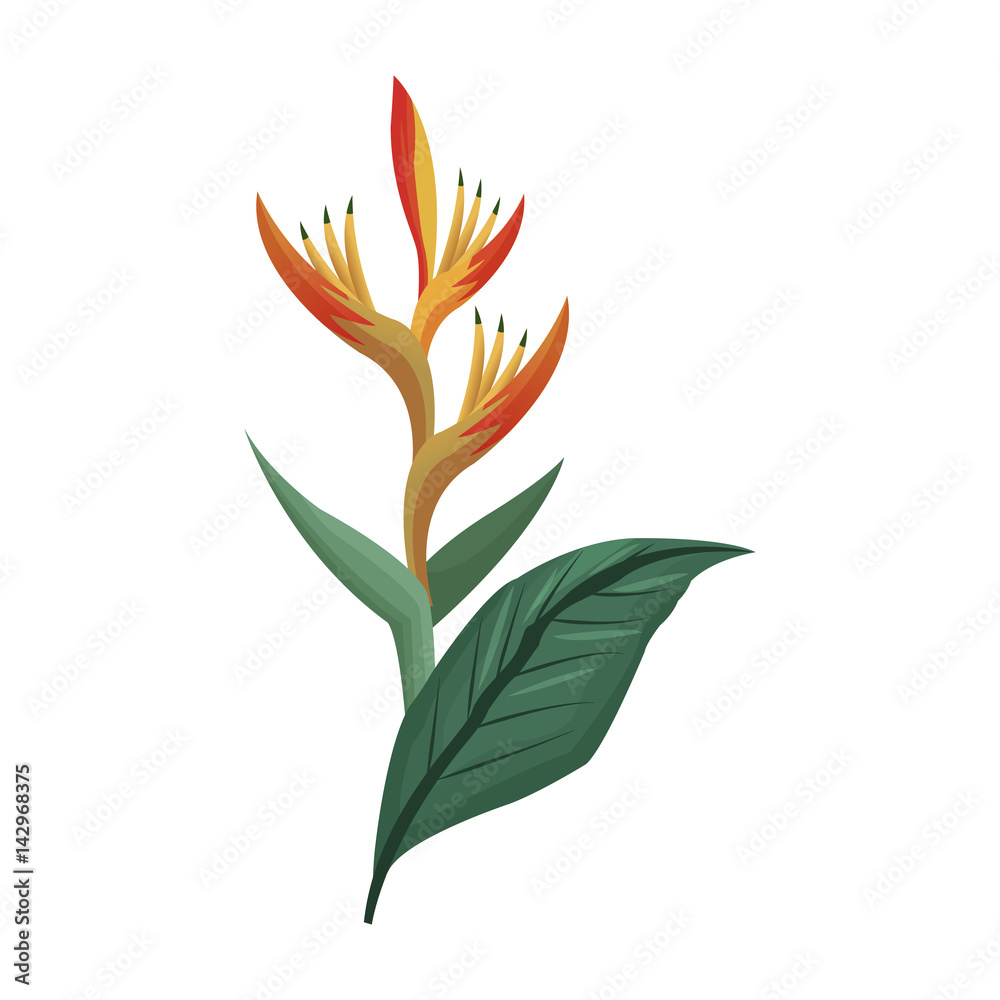 tropical flower icon over white background. colorful design. vector illustration tropical flower icon over white background. colorful design. vector illustration