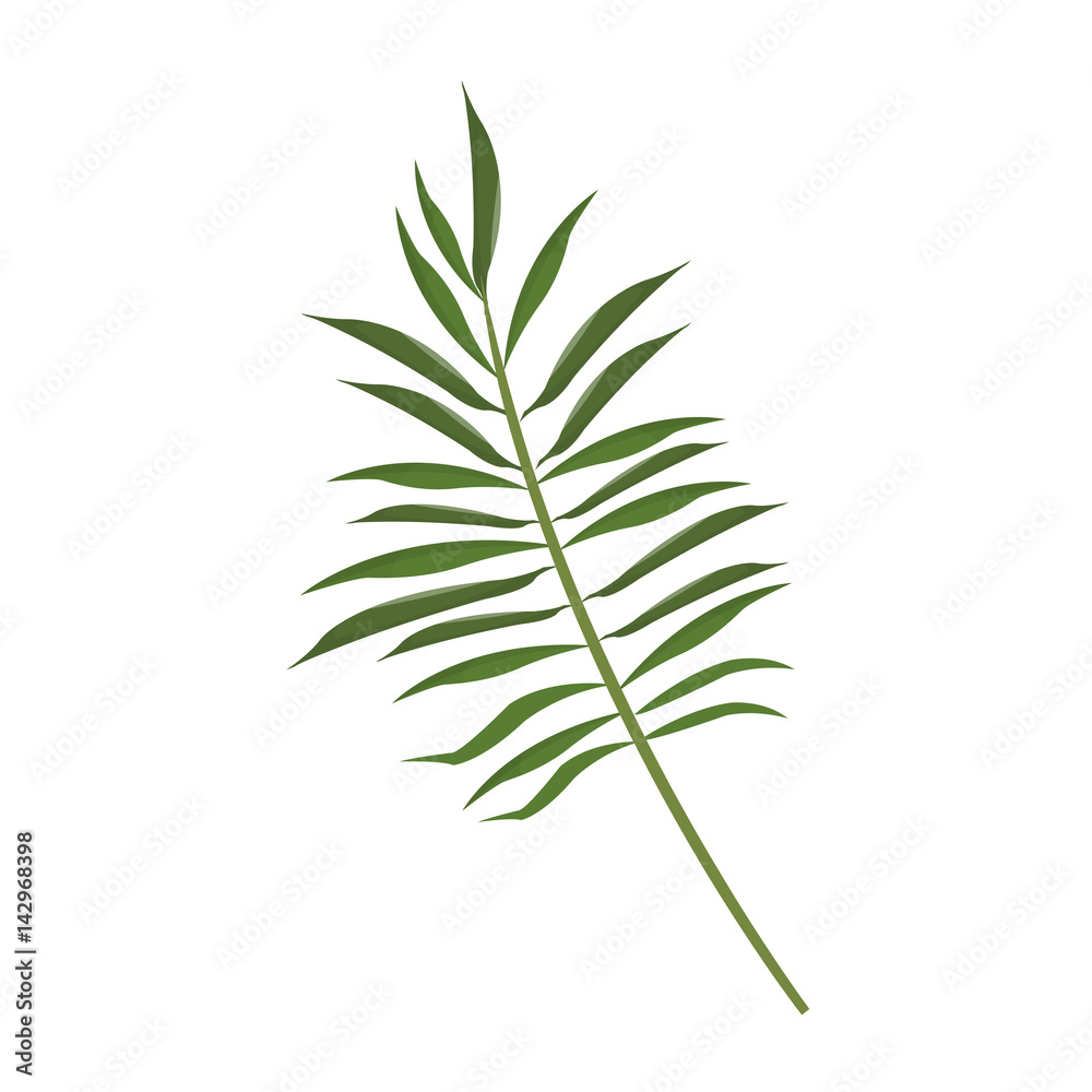 tropical leaf icon over white background. colorful design. vector illustration