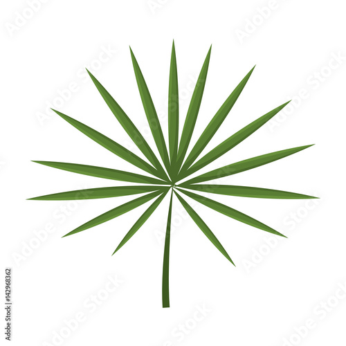tropical leaf icon over white background. colorful design. vector illustration